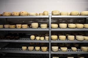 Kραυγή αγωνίας από τους τυροκόμους της Λέσβου: Ζητούν άμεση αναχώρηση των γαλακτοκομικών προϊόντων για να επαναλειτουργήσουν τα τυροκομεία