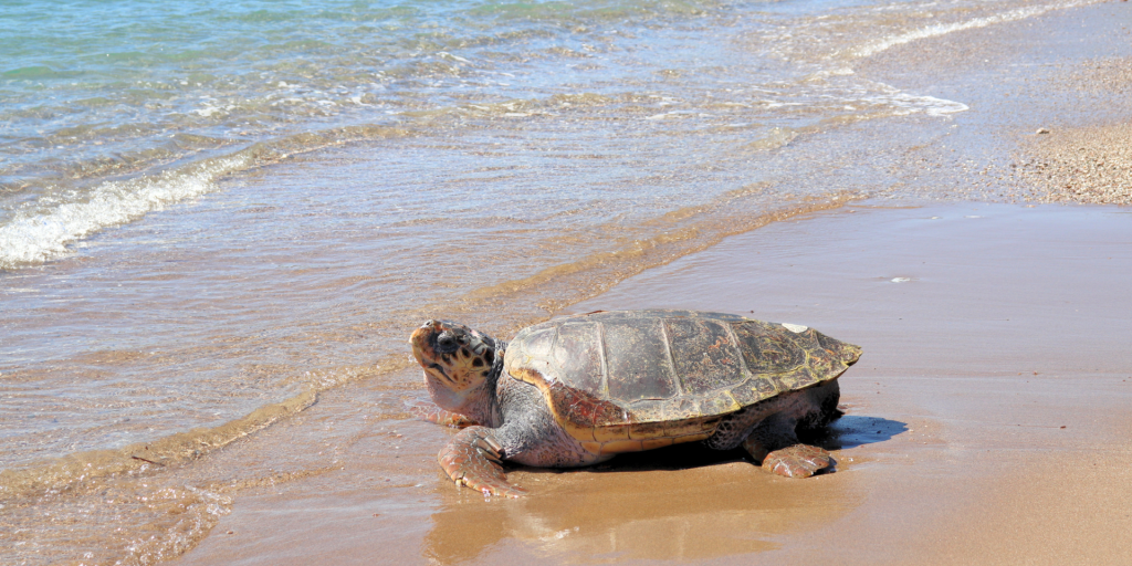Η επιστροφή της γιγάντιας χελώνας: Ξανά στις ελληνικές θάλασσες ύστερα από δύο χρόνια περίθαλψης