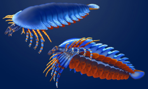 Αποκαλύφθηκε το αρχαιότερο αρπακτικό αρθρόποδο της Γης – Ποιο είναι το θαλάσσιο τέρας της Κάμβριας