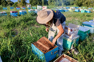 Μελισσοκόμος εξαπέλυσε σμήνη από μέλισσες για να αποτρέψει έξωση σε ηλικιωμένο καρκινοπαθή