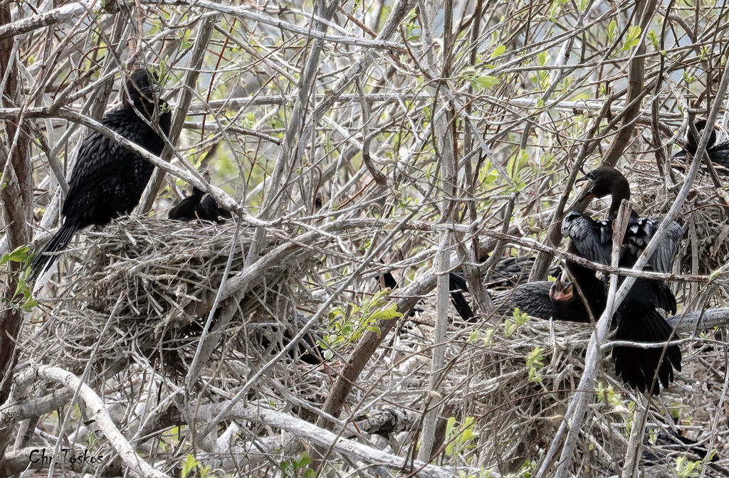 Οι λαγγόνες επέστρεψαν μετά από χρόνια στην Καστοριά