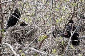 Οι λαγγόνες επέστρεψαν μετά από χρόνια στην Καστοριά