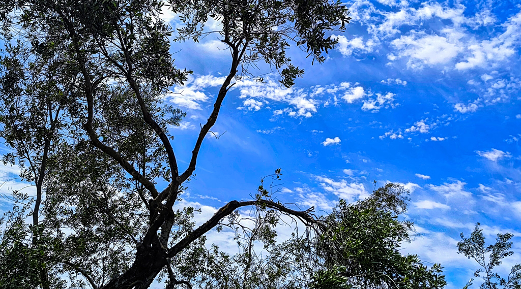 Καιρός: Άνοιξη την Τρίτη – Βροχές και πτώση θερμοκρασίας από την Τετάρτη
