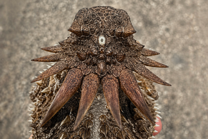 Επιστημονική μελέτη έδειξε ότι η εξέλιξη των ανθρώπινων ματιών ξεκίνησε από «αρχαίο κύκλωπα»