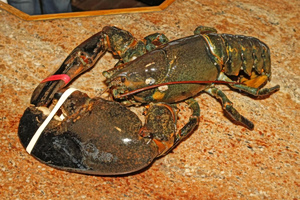 Νέα μελέτη ενισχύει τα στοιχεία ότι οι αστακοί αισθάνονται πόνο –  Στο προσκήνιο η απαγόρευση βρασμού τους