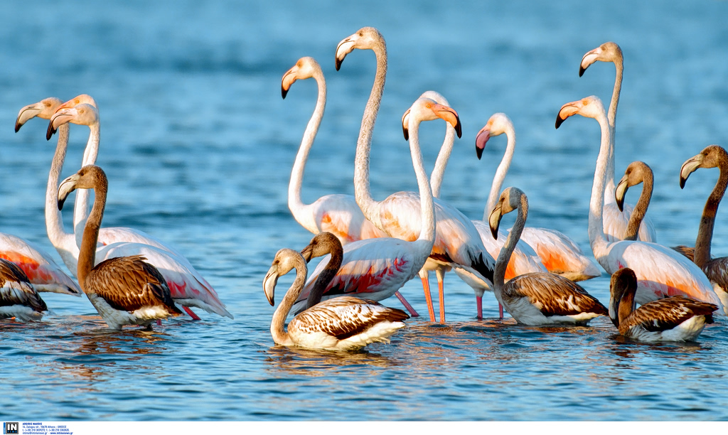 Φλαμίνγκο στην Πάρο: Εντυπωσιακή εμφάνιση στην Αλυκή Φιλιζίου