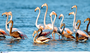 Μαγευτικές εικόνες στην Πάρο: Ροζ φλαμίνγκο γέμισαν τον ουρανό (Videos)