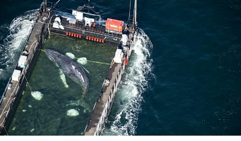 Φάλαινα Τίμι: Ξεκίνησε το ταξίδι διάσωσης από τη Βαλτική προς τη Βόρεια Θάλασσα