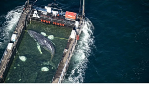 Φάλαινα Τίμι: Ξεκίνησε το ταξίδι διάσωσης από τη Βαλτική προς τη Βόρεια Θάλασσα