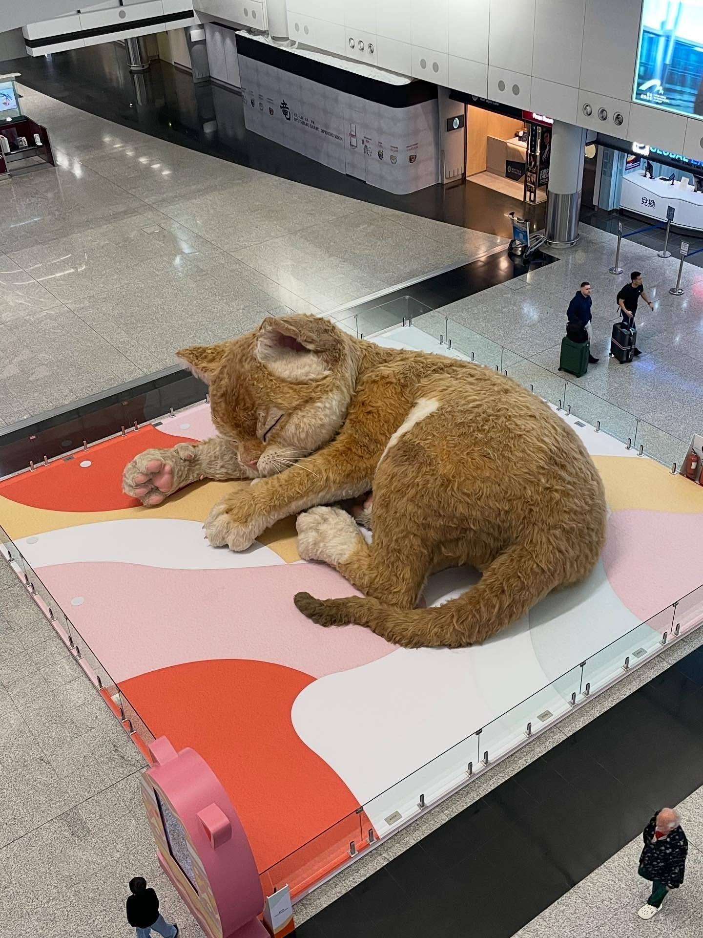 &Epsilon;&nu;&tau;&upsilon;&pi;&omega;&sigma;&iota;&alpha;&kappa;ή &gamma;&iota;&gamma;&alpha;&nu;&tau;&iota;&alpha;ί&alpha; &gamma;ά&tau;&alpha; 8 &mu;έ&tau;&rho;&omega;&nu; &sigma;&tau;&omicron; &alpha;&epsilon;&rho;&omicron;&delta;&rho;ό&mu;&iota;&omicron; &tau;&omicron;&upsilon; &Chi;&omicron;&nu;&gamma;&kappa; &Kappa;&omicron;&nu;&gamma;&kappa; &ndash; &Gamma;&omicron;&upsilon;&rho;&gamma;&omicron;&upsilon;&rho;ί&zeta;&epsilon;&iota;, &kappa;&omicron;&upsilon;&nu;ά &omicron;&upsilon;&rho;ά &kappa;&alpha;&iota; &alpha;&upsilon;&tau;&iota;ά