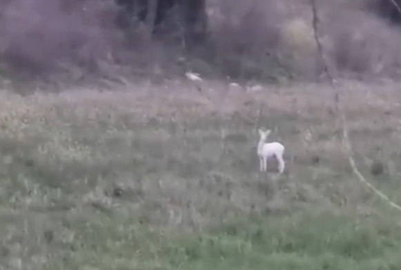 &Eta;&mu;&alpha;&theta;ί&alpha;: &Epsilon;&nu;&tau;&upsilon;&pi;&omega;&sigma;&iota;&alpha;&kappa;ά &lambda;&epsilon;&upsilon;&kappa;ά &zeta;&alpha;&rho;&kappa;ά&delta;&iota;&alpha; &epsilon;&nu;&tau;ό&pi;&iota;&sigma;&epsilon; &alpha;&gamma;&rho;ό&tau;&eta;&sigmaf; &ndash; &Delta;&epsilon;ί&tau;&epsilon; &tau;&omicron; &epsilon;&nu;&tau;&upsilon;&pi;&omega;&sigma;&iota;&alpha;&kappa;ό &beta;ί&nu;&tau;&epsilon;&omicron;