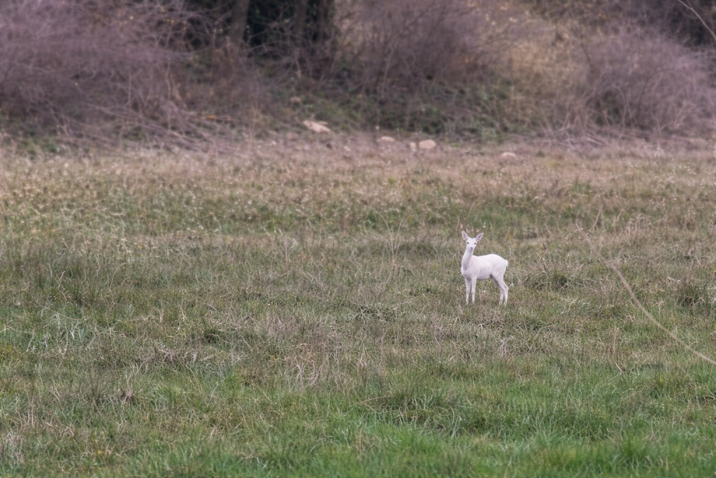 Ημαθία: Εντυπωσιακά λευκά ζαρκάδια εντόπισε αγρότης – Δείτε το εντυπωσιακό βίντεο