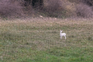 Ημαθία: Εντυπωσιακά λευκά ζαρκάδια εντόπισε αγρότης – Δείτε το εντυπωσιακό βίντεο
