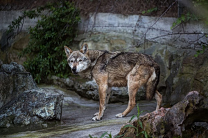 Με GPS «ελεύθερος» ο λύκος που δάγκωσε γυναίκα στο Αμβούργο