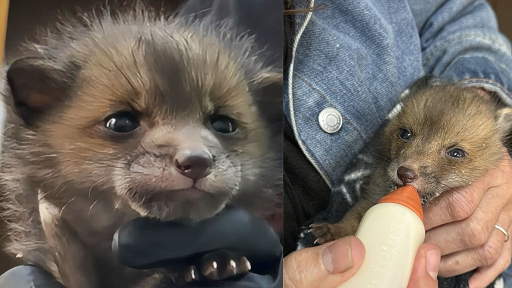 ANIMA: Μωρά αλεπουδάκια και κουναβάκια χρειάζονται βοήθεια (Video)