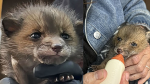 ANIMA: Μωρά αλεπουδάκια και κουναβάκια χρειάζονται βοήθεια (Video)