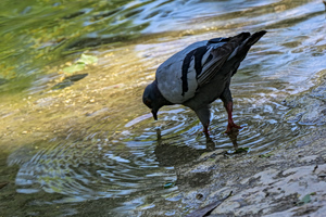 «Στα όρια του χάους»: Γιατί τα περιστέρια αλλάζουν συνέχεια τις επιλογές τους;