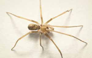 Μικροσκοπικός «κυνηγός τρόμου»: Η αράχνη που τρώει κουνούπια και «κουβαλάει» το όνομα των Pink Floyd