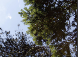 Ένα «ζωντανό φαρμακείο» στα ελληνικά βουνά: Το σπάνιο δέντρο που πολεμά τον καρκίνο