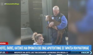 Αμπελόκηποι: Μια «φάρμα» στον 16ο όροφο – Η απίστευτη υπόθεση του αρχιτέκτονα-βοσκού που αναζητείται