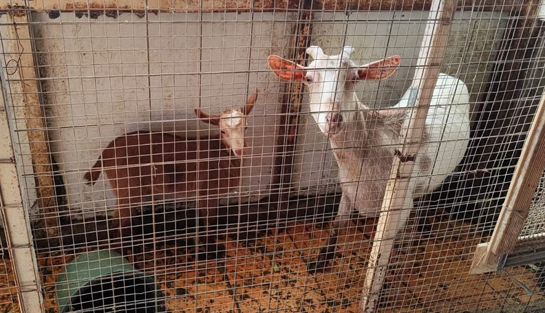 Αμπελόκηποι: Μια «φάρμα» στον 16ο όροφο – Η απίστευτη υπόθεση του αρχιτέκτονα «βοσκού» που αναζητείται