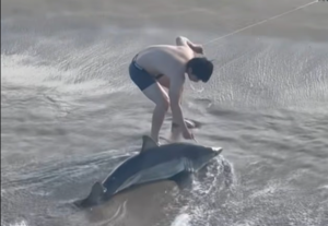 Σοκ στην Καλιφόρνια: Η στιγμή που νεαρός σώζει λευκό καρχαρία (video)