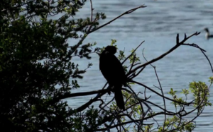 Οι λαγγόνες επέστρεψαν μετά από χρόνια στην Καστοριά