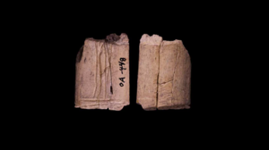 Ζάρια 12.000 ετών στη Βόρεια Αμερική ξαναγράφουν την ιστορία του τζόγου