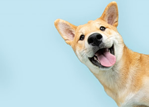 Το «σκουλήκι της καρδιάς»: Νέα μελέτη αποκαλύπτει την αρχαία προέλευση της νόσου στους σκύλους