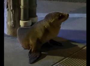 Απρόσμενος «επισκέπτης» στους δρόμους του Σαν Φρανσίσκο – Θαλάσσιο λιοντάρι στην… άσφαλτο