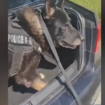 Θεσσαλονίκη: Ο «Ακύλας» ξετρύπωσε πάνω από 1 κιλό κοκαΐνης σε πορτ μπαγκάζ αυτοκινήτου