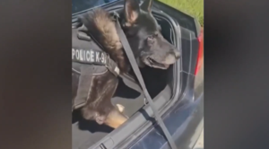 Θεσσαλονίκη: Ο «Ακύλας» ξετρύπωσε πάνω από 1 κιλό κοκαΐνης σε πορτ μπαγκάζ αυτοκινήτου