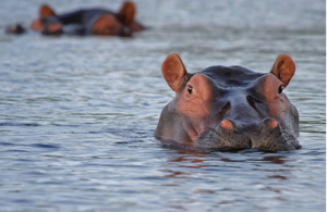 Βρέθηκε αγοραστής για τους 80 ιπποπόταμους του Εσκομπάρ – Ποιος είναι ο Ινδός δισεκατομμυριούχος