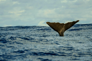 «Μιλούν σαν άνθρωποι»: Σοκαριστική ανακάλυψη για τη γλώσσα των φυσητήρων