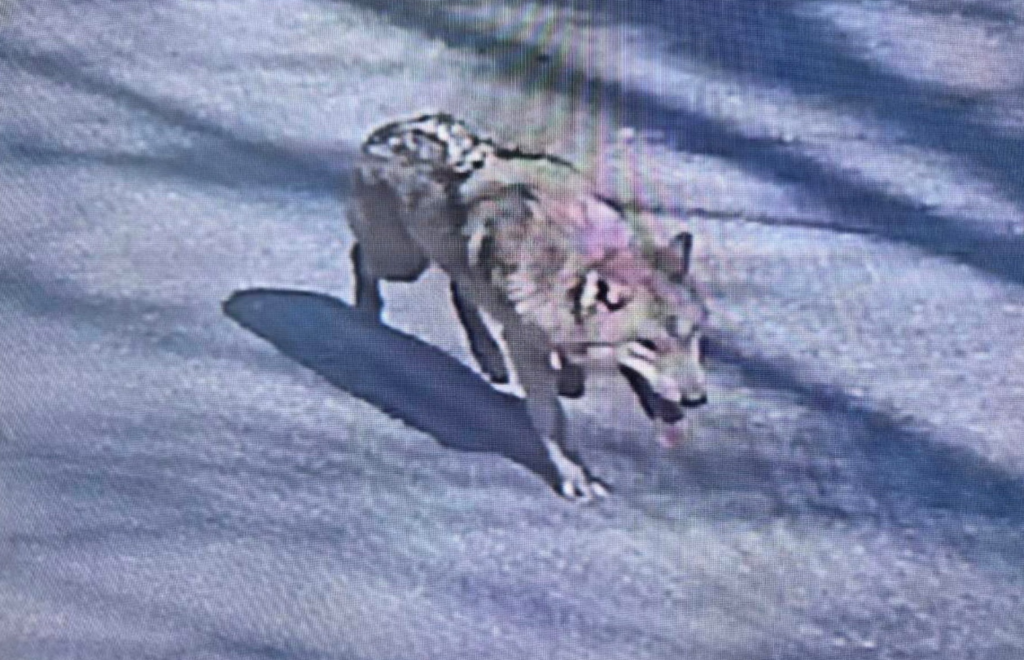 Ο «δραπέτης» λύκος που έγινε viral: Κινηματογραφική καταδίωξη εννέα ημερών