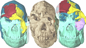 Πώς ήταν οι πρόγονοί μας πριν από 3 εκατομμύρια χρόνια; – Το ταξίδι του «Little Foot» και ο κόσμος του Αυστραλοπίθηκου