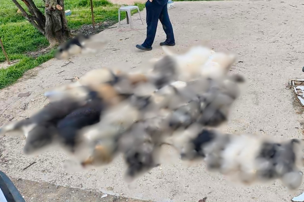 Βάβδος Χαλκιδικής: «Βρίσκαμε το ένα πτώμα μετά το άλλο» – Μαζική δηλητηρίαση αδέσποτων, τουλάχιστον 21 νεκρά σκυλιά