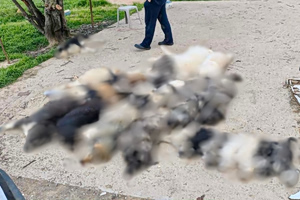 Βάβδος Χαλκιδικής: «Βρίσκαμε το ένα πτώμα μετά το άλλο» – Μαζική δηλητηρίαση αδέσποτων, τουλάχιστον 21 νεκρά σκυλιά