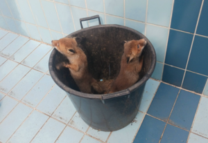 Δύο τρομαγμένα αλεπουδάκια σώθηκαν από… πισίνα – Δείτε βίντεο