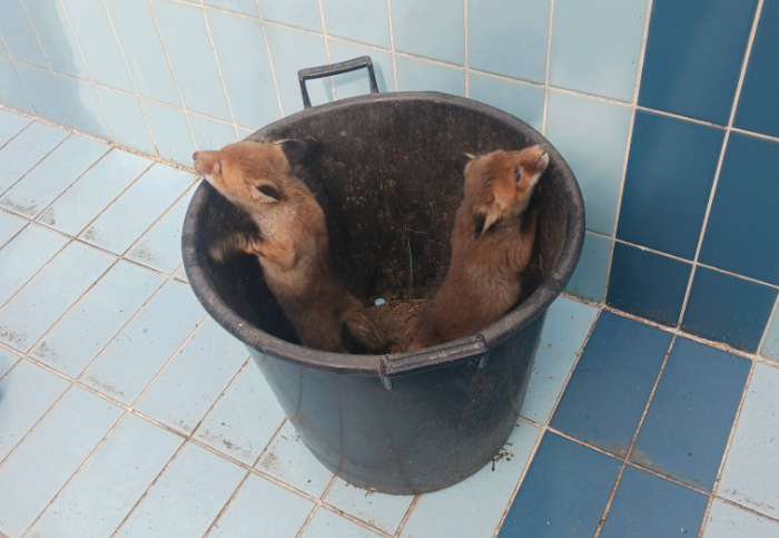 Δύο τρομαγμένα αλεπουδάκια σώθηκαν από… πισίνα – Δείτε βίντεο