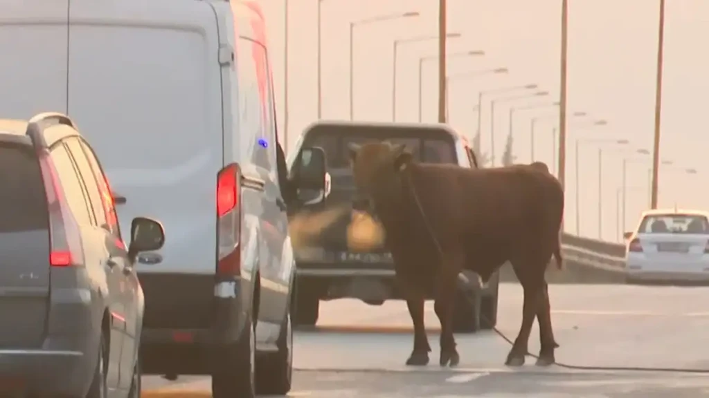 Σίνδος: Αγελάδα βόλταρε στην Εθνική Οδό – Χάος στην κυκλοφορία (video)