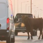 Σίνδος: Αγελάδα βόλταρε στην Εθνική Οδό – Χάος στην κυκλοφορία (video)