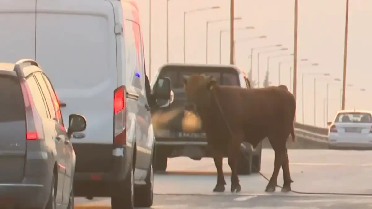 &Sigma;ί&nu;&delta;&omicron;&sigmaf;: &Alpha;&gamma;&epsilon;&lambda;ά&delta;&alpha; &beta;ό&lambda;&tau;&alpha;&rho;&epsilon; &sigma;&tau;&eta;&nu; &Epsilon;&theta;&nu;&iota;&kappa;ή &Omicron;&delta;ό &ndash; &Chi;ά&omicron;&sigmaf; &sigma;&tau;&eta;&nu; &kappa;&upsilon;&kappa;&lambda;&omicron;&phi;&omicron;&rho;ί&alpha; (video)