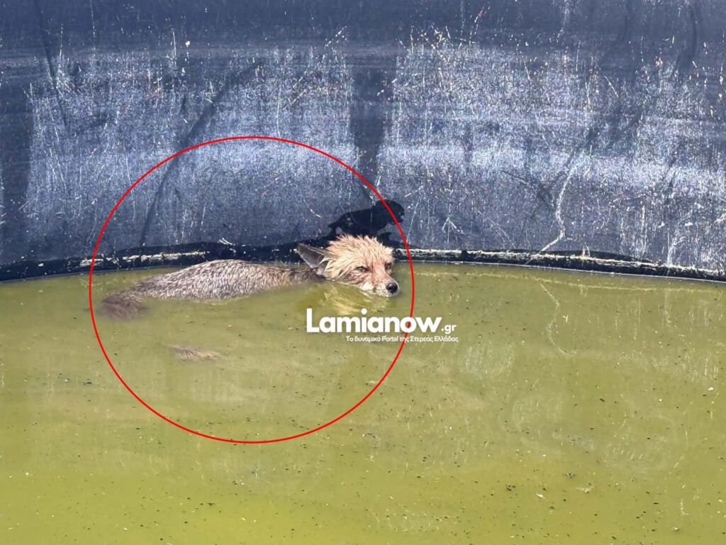 Πυροσβέστες έσωσαν αλεπουδίτσα από βέβαιο πνιγμό σε υδατοδεξαμενή σε δασική έκταση στη Λαμία (video)