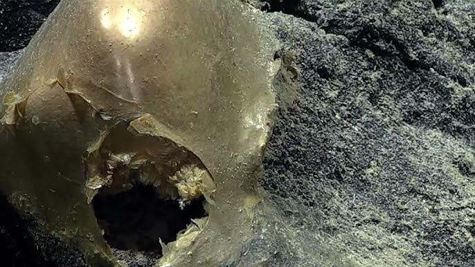 Αποκαλύφθηκε η ταυτότητα της χρυσής σφαίρας που εντοπίστηκε στην άβυσσο του ωκεανού – Άναυδοι έμειναν οι επιστήμονες