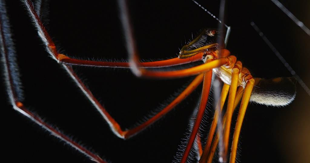 Ανακάλυψη-έκπληξη στον Αμαζόνιο: Αράχνη μιμείται παρασιτικό μύκητα για να επιβιώσει