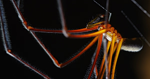 Ανακάλυψη-έκπληξη στον Αμαζόνιο: Αράχνη μιμείται παρασιτικό μύκητα για να επιβιώσει