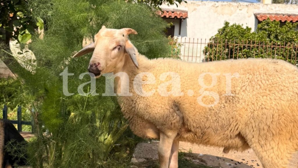 Πώς σώθηκε ένα αρνάκι από κρέμασμα σε δέντρο – «Το τραβολογούσαν και να το χτυπούσαν χωρίς λόγο»