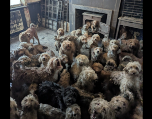 Σοκ και θλίψη: 250 κανίς στοιβαγμένα σε άθλιες συνθήκες – Πώς κατέληξαν εκεί