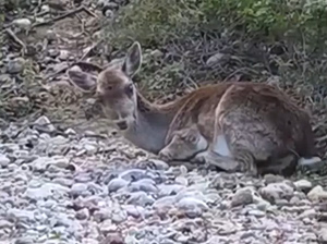 Κτηνίατροι διέσωσαν τυφλή ελαφίνα από ποτάμι στη Ρόδο